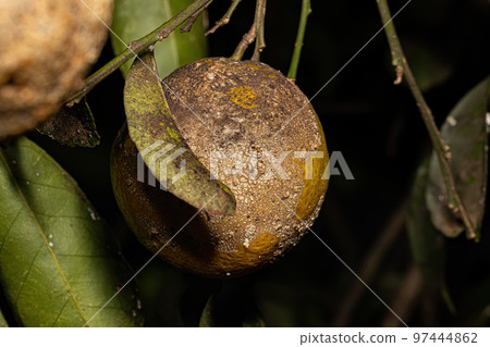 Black Sooty Mold 97444862