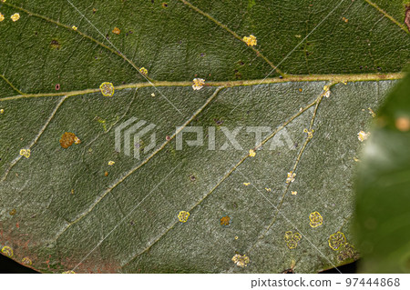 Higher Ascomycetes Fungi Higher Ascomycetes Fungi 97444868