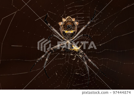 Adult Female Silver Garden Orbweaver Adult Female Silver Garden Orbweaver 97444874