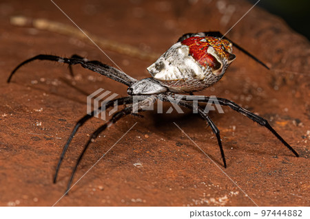 Adult Female Silver Garden Orbweaver 97444882