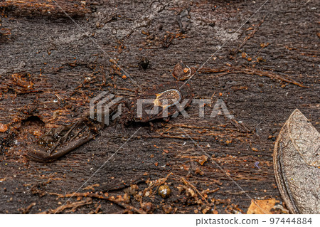 Adult Flat Bug Adult Flat Bug 97444884