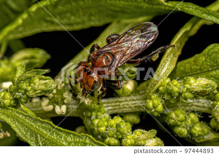 Adult Female Stingless Bee 97444893