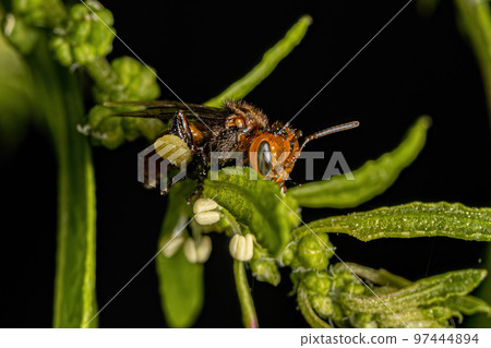 Adult Female Stingless Bee Adult Female Stingless Bee 97444894