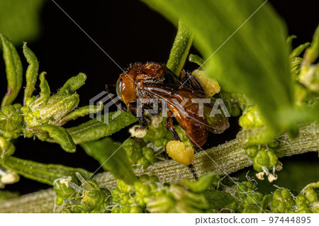 Adult Female Stingless Bee Adult Female Stingless Bee 97444895