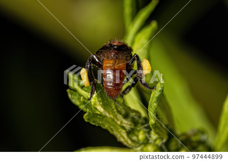 Adult Female Stingless Bee Adult Female Stingless Bee 97444899