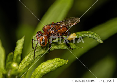 Adult Female Stingless Bee Adult Female Stingless Bee 97444901