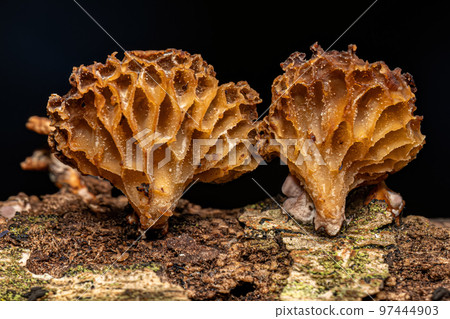 Small Bracket Fungi 97444903