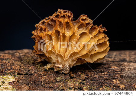 Small Bracket Fungi 97444904
