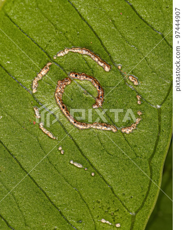 Mombins Tree Leaves with damage by White Flies Insects 97444907