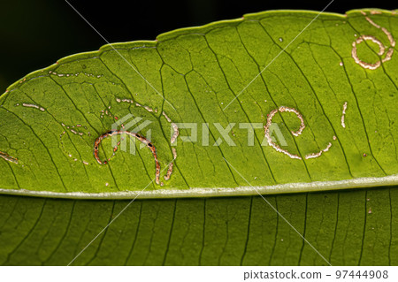 Mombins Tree Leaves with damage by White Flies Insects 97444908