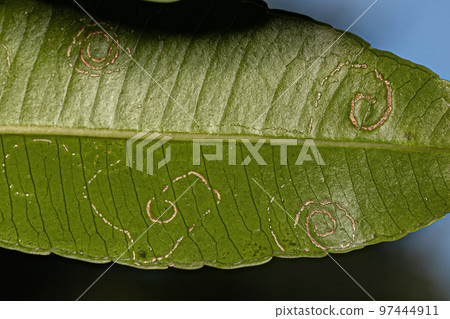 Mombins Tree Leaves with damage by White Flies Insects 97444911