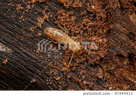 Small Typical Termite Insect 97444913