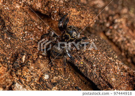 Small jumping spider 97444918