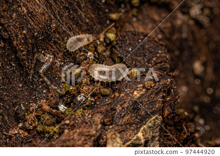 Soldier Fly Larva Soldier Fly Larva 97444920