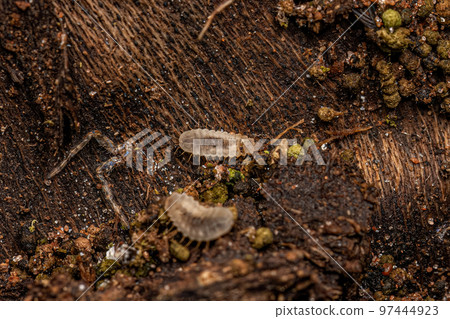 Soldier Fly Larva Soldier Fly Larva 97444923