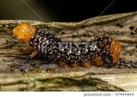 Small Black and Yellow Moth Caterpillar 97444944