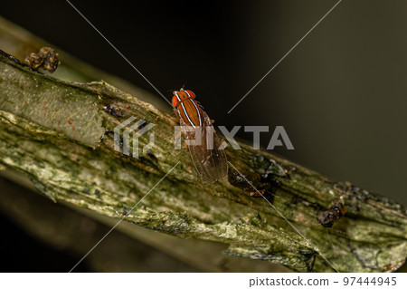 Adult African Fig Fly Adult African Fig Fly 97444945