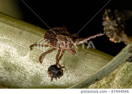 Female Adult Cayenne Tick Female Adult Cayenne Tick 97444946