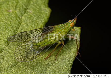 Adult Dictyopharid Planthopper Insect 97444949