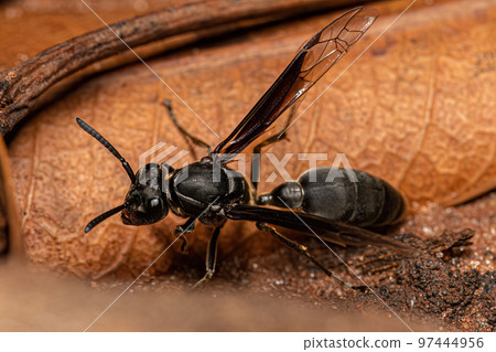 Adult Paper Wasp 97444956
