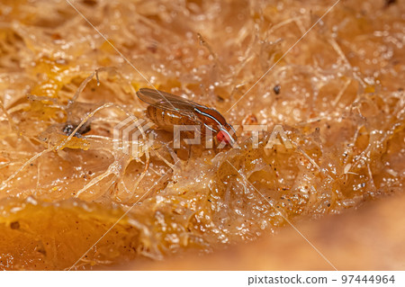 Adult African Fig Fly Adult African Fig Fly 97444964