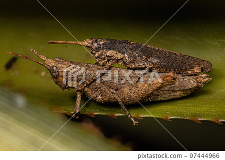 Adult Short horned Grasshoppers Adult Short horned Grasshoppers 97444966