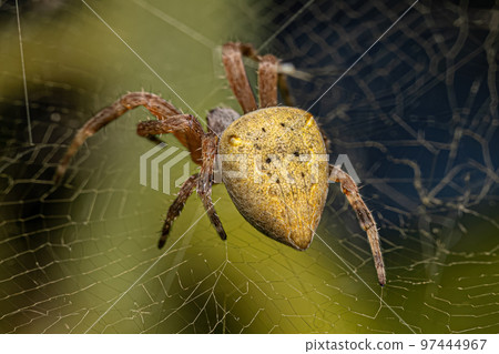 Small Orbweaver Spider 97444967