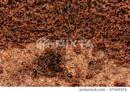 Adult Fire Ants Adult Fire Ants 97444978