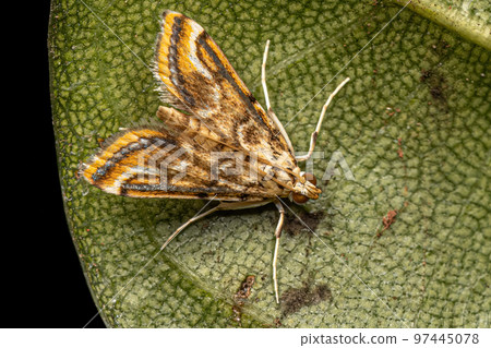 Adult China-mark Moth 97445078