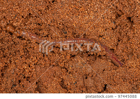 Small Earthworm Arthropod Small Earthworm Arthropod 97445088