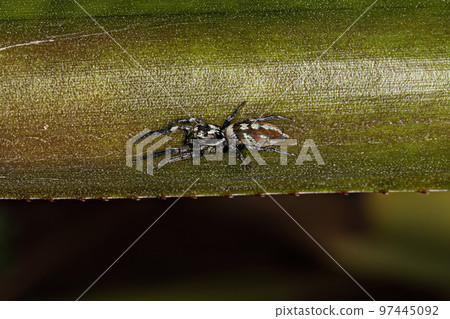 Jumping Spider Animal 97445092