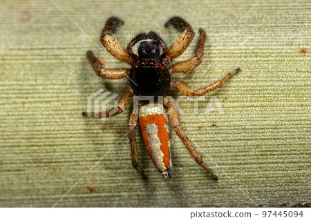 Jumping Spider Animal 97445094