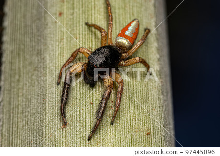 Jumping Spider Animal 97445096