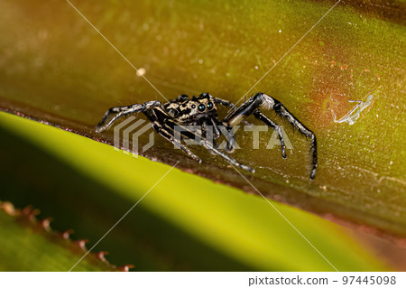 Jumping Spider Animal Jumping Spider Animal 97445098