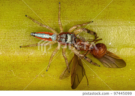 Jumping Spider Animal 97445099