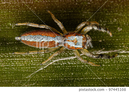 Jumping Spider Animal Jumping Spider Animal 97445108