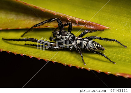 Jumping Spider Animal Jumping Spider Animal 97445111