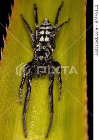 Jumping Spider Animal 97445112