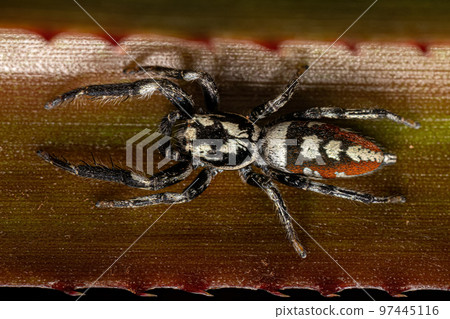 Jumping Spider Animal 97445116