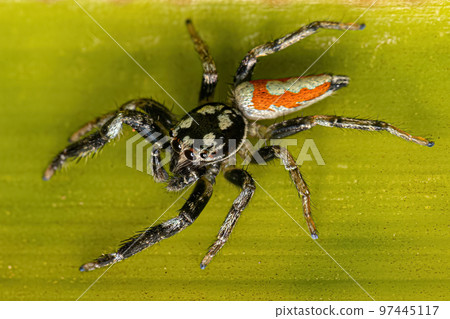 Jumping Spider Animal 97445117