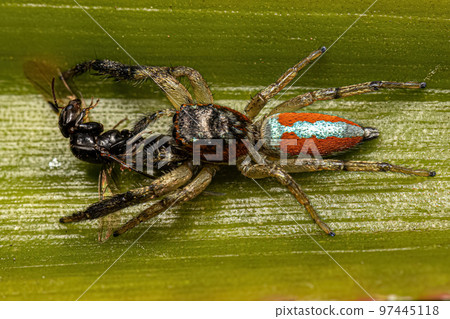 Jumping Spider Animal 97445118