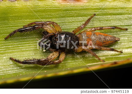 Jumping Spider Animal 97445119