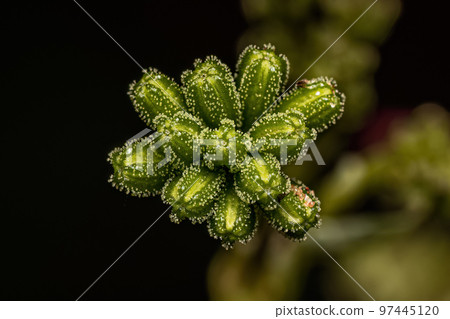 Small Spiderling Plant Small Spiderling Plant 97445120
