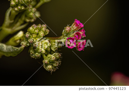 Small Spiderling Plant Small Spiderling Plant 97445123