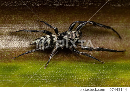 Jumping Spider Animal 97445144