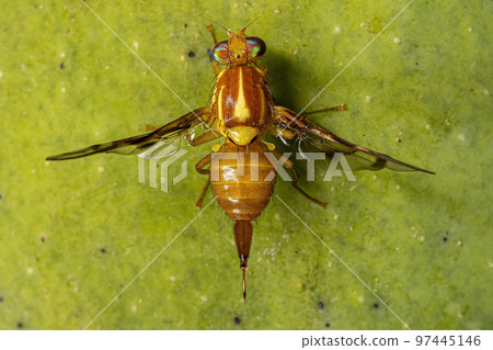 Adult Fruit Fly 97445146