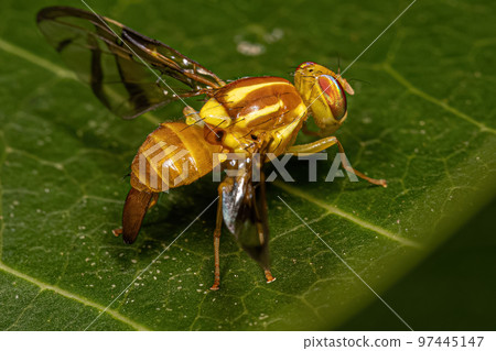 Adult Fruit Fly 97445147