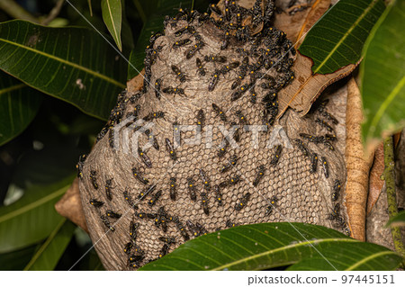 Nest of Long-waisted Honey Wasps 97445151