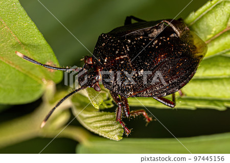 Adult Stink bug 97445156