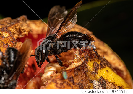 Adult Female Stingless Bee 97445163